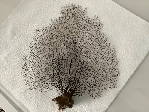 Beautiful sea fan - , gorgonia