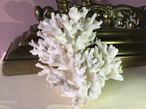 Vintage white reef coral - white,