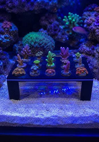 Hole frag rack - 24, fish