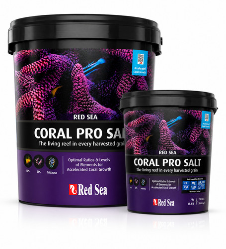 Red sea coral pro - coral,