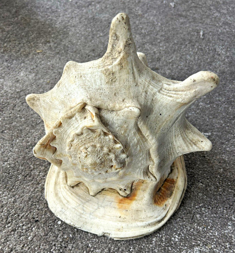 Natural unpolished conch shell - natural,