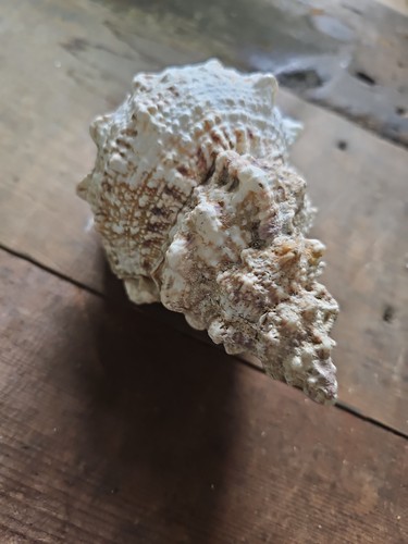Large natural unpolished conch - large,