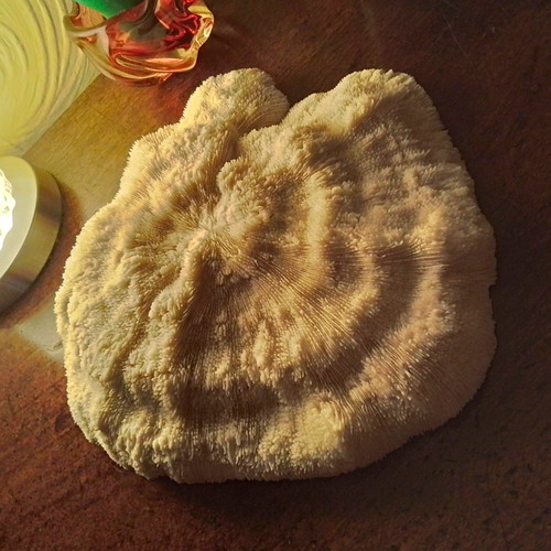 White coral mushroom - coral,