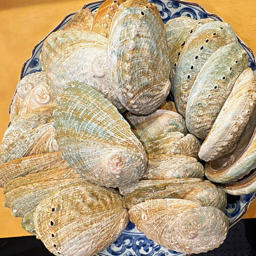 Natural unpolished shells - unpolished,