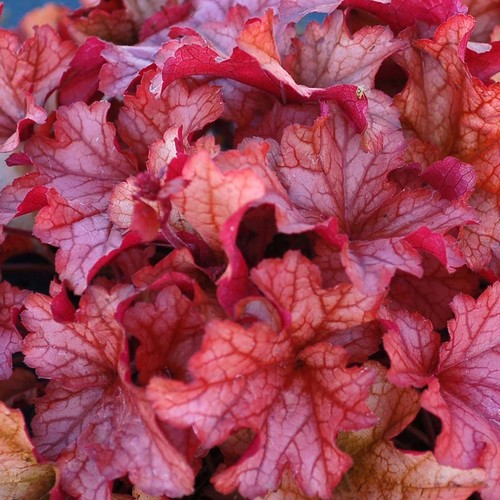 Heuchera paprika coral bells - paprika,