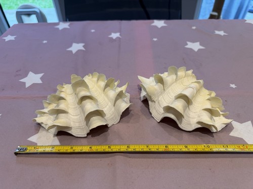 Large fluted clam shell - clam,