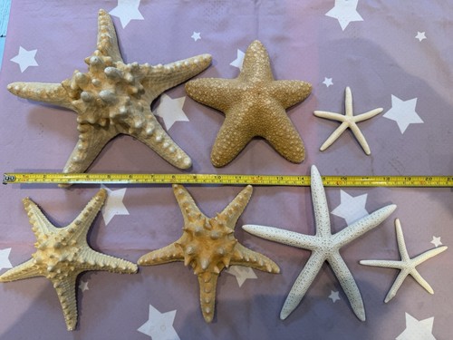 Starfish mixed collection - mixed, collection.