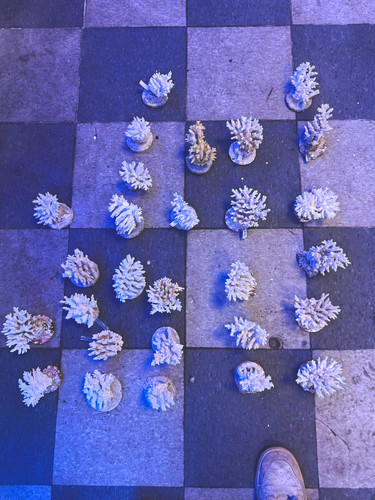 Coral skeleton for artists