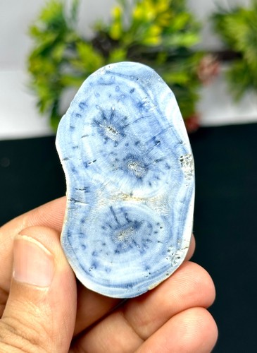 Natural blue fossil coral - natural,