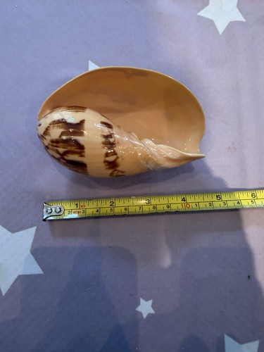 Indian volute bailer - indian, shell