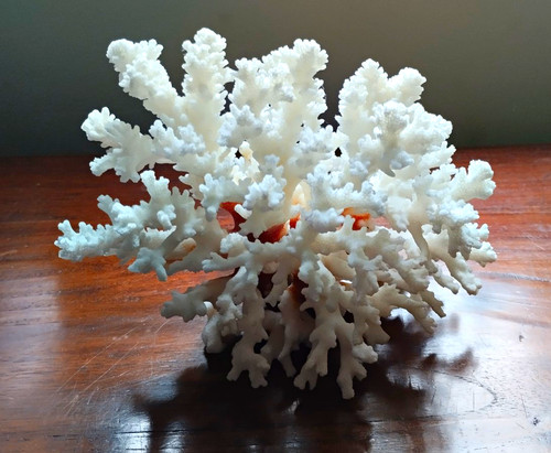 White branching coral - white,