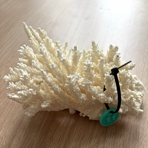 White branching coral - branching, aquarium