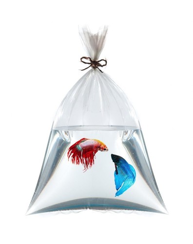 Fish transport bags - fish,