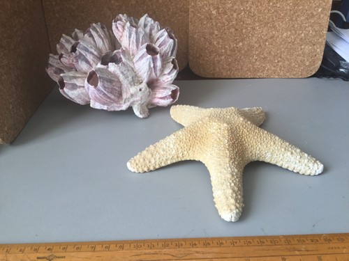 Large piece vintage coral - piece,