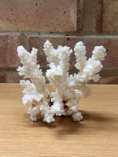 Vintage white reef coral - white,