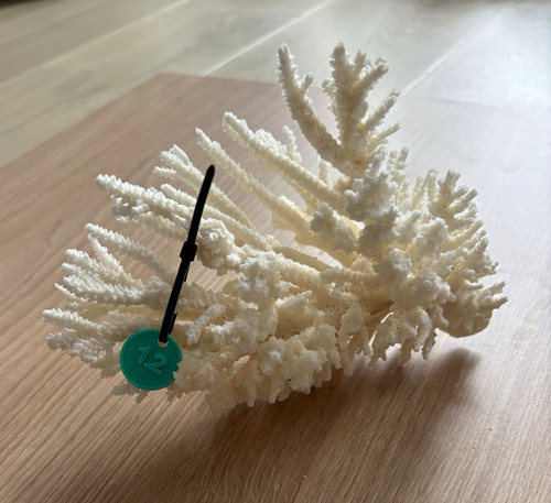 White branching coral skeleton - coral,