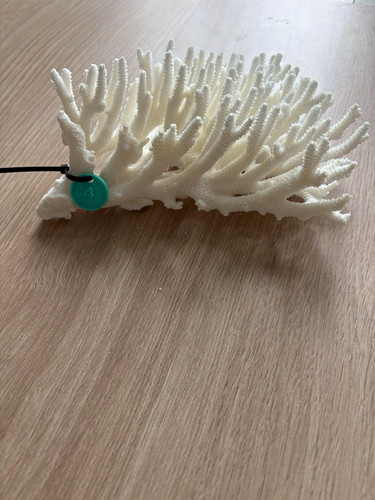 White branching coral - white, rock