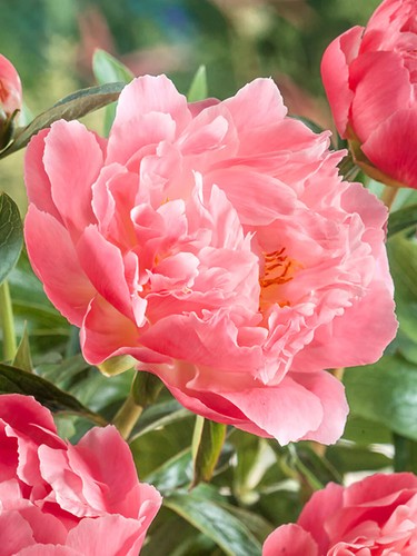 Peony hawaiian coral pink - hawaiian,