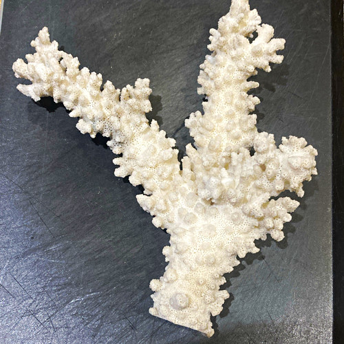 White branching sps hard coral - white,