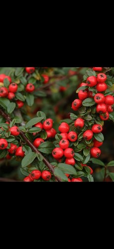 Cotoneaster coral beauty - cotoneaster,