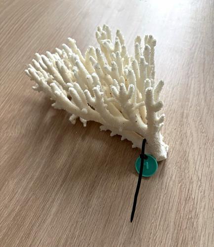 White branching coral - white,