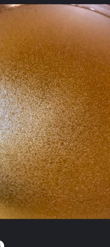 Brine shrimp eggs artemia - shrimp, ,