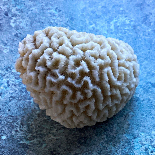 White hard coral skeleton - white,