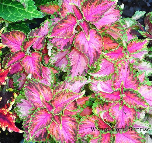 Coleus coral sunrise - coleus,