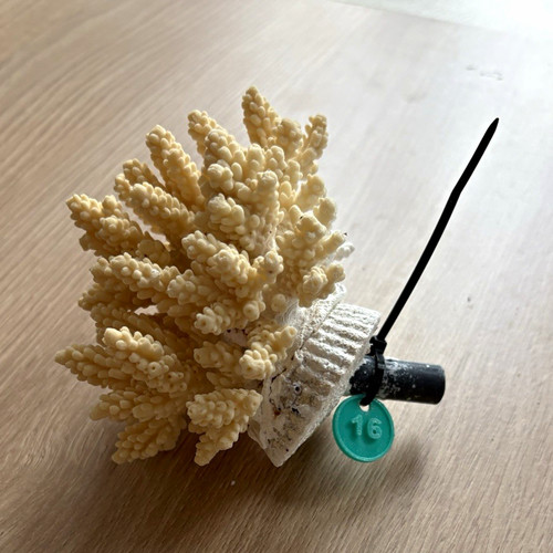 Sps hard coral frag plug - sps,