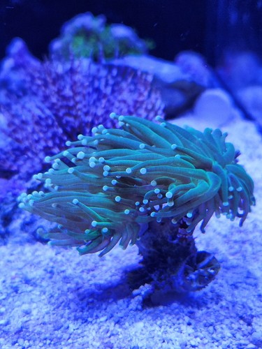 Coral frag stands - coral,