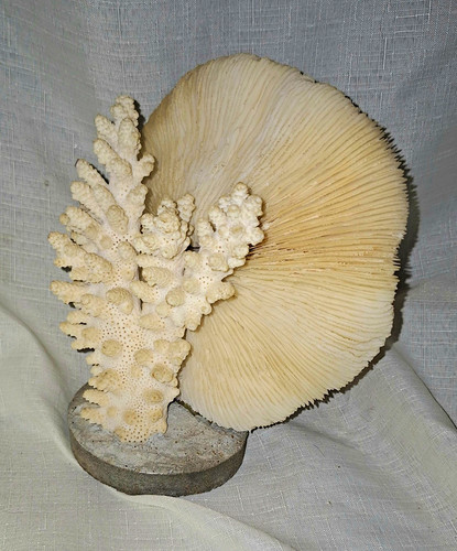 Natural white coral specimen - natural,