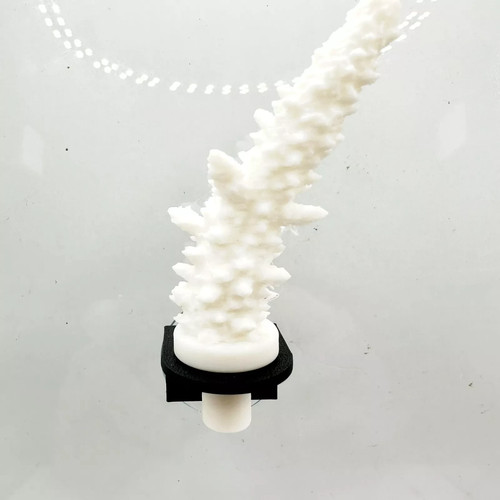 Pack aquarium coral - pack,