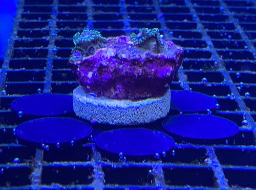Marine coral frag - marine,