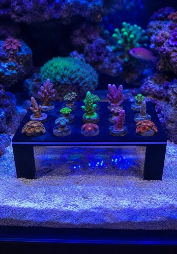 Corner frag rack - &,