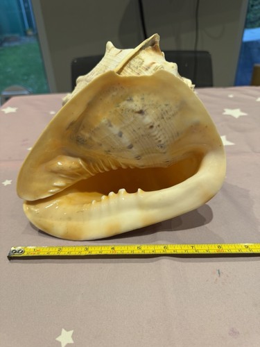 Horned helmet shell - horned, shell.