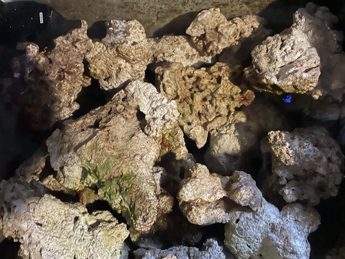 Sump rubble marine reef - marine,