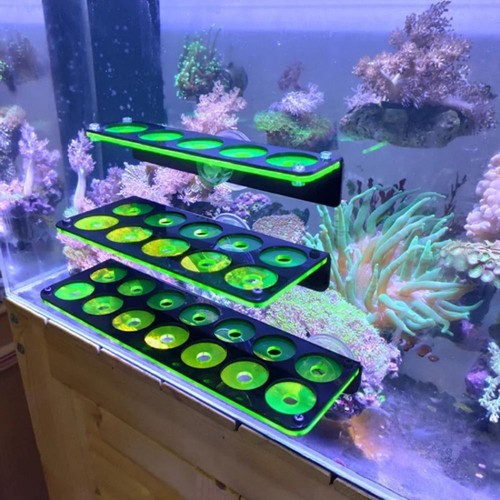 Coral growing - coral, frag