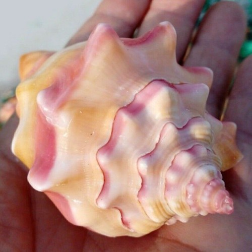 11cm conch large sea - conch,